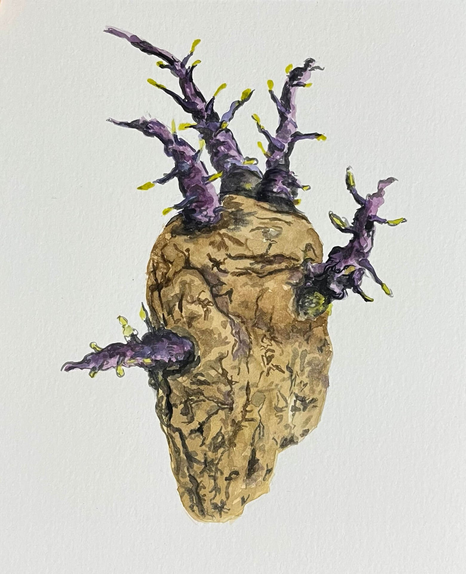 Mor Köklenmiş Patates, 2025, kağıt üzerine suluboya, 18x15 cm.