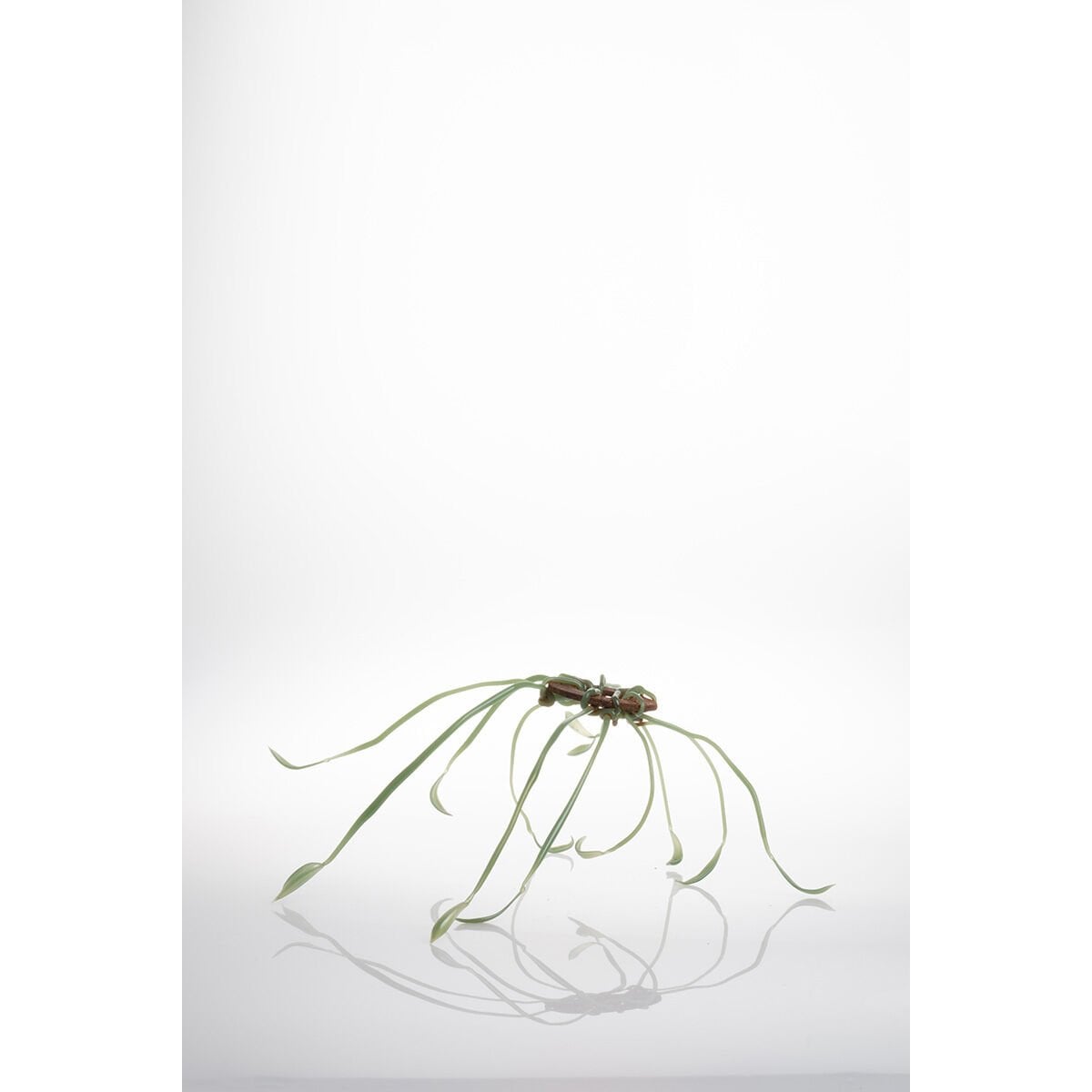 Plantoid 2, 2024, cam, paslı metal, Alevle Şekillendirme, 24 x 30 x 11 cm.