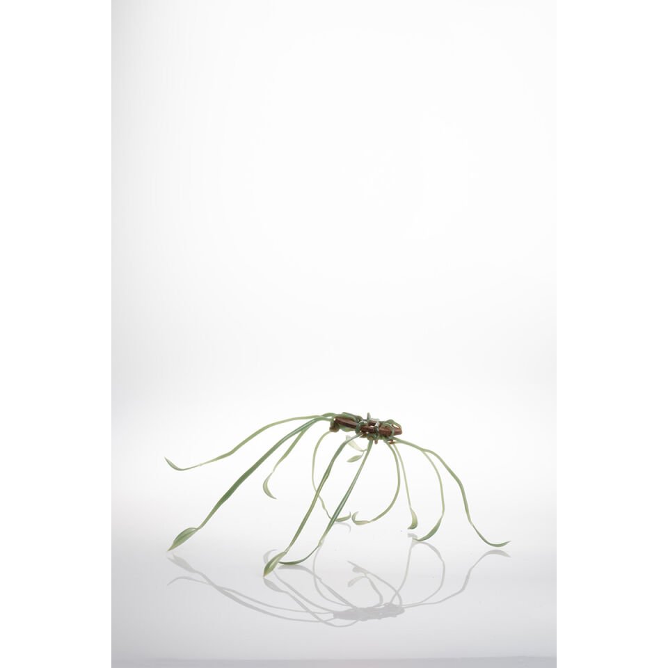 Plantoid 2, 2024, cam, paslı metal, Alevle Şekillendirme, 24 x 30 x 11 cm.