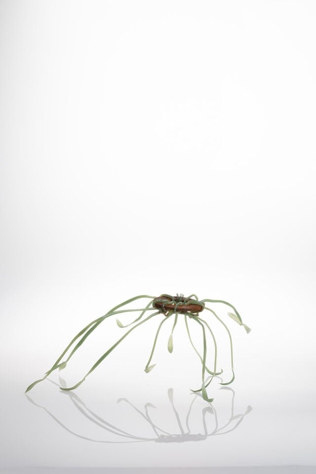 Plantoid 2, 2024, cam, paslı metal, Alevle Şekillendirme, 24 x 30 x 11 cm.