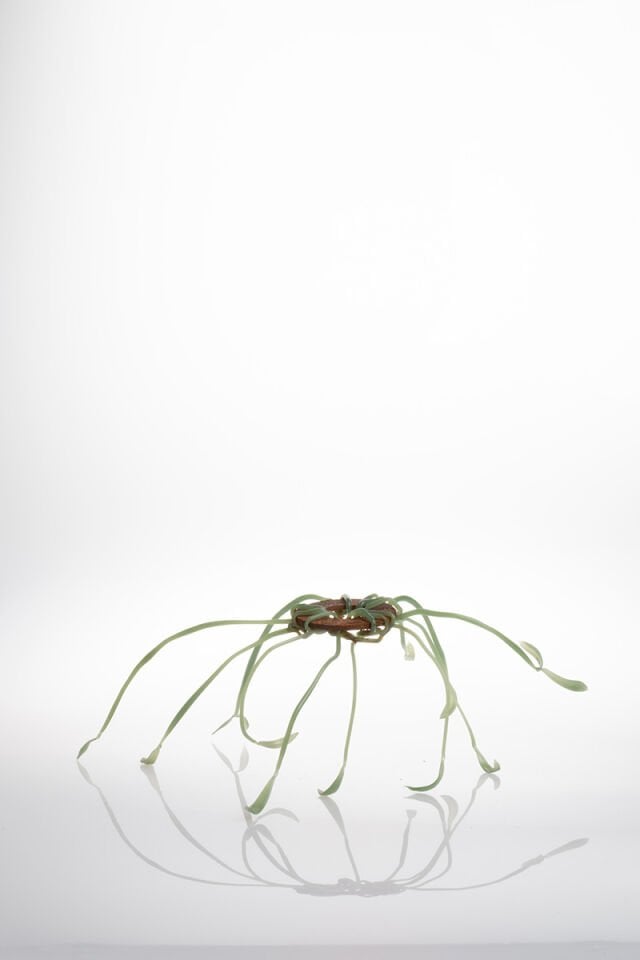 Plantoid 2, 2024, cam, paslı metal, Alevle Şekillendirme, 24 x 30 x 11 cm.