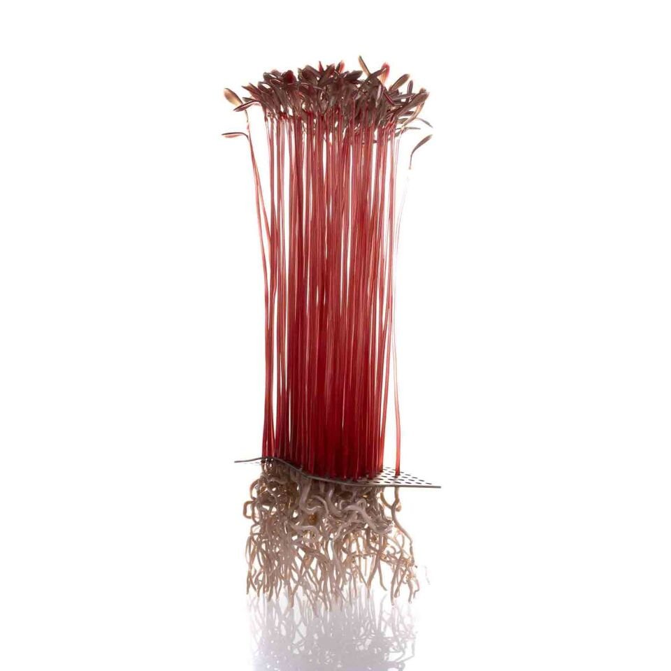 Microgreen, Amaranth, 2026 Cam, paslanmaz çelik, Alevle Şekillendirme, 20 x 20 x 42 cm.