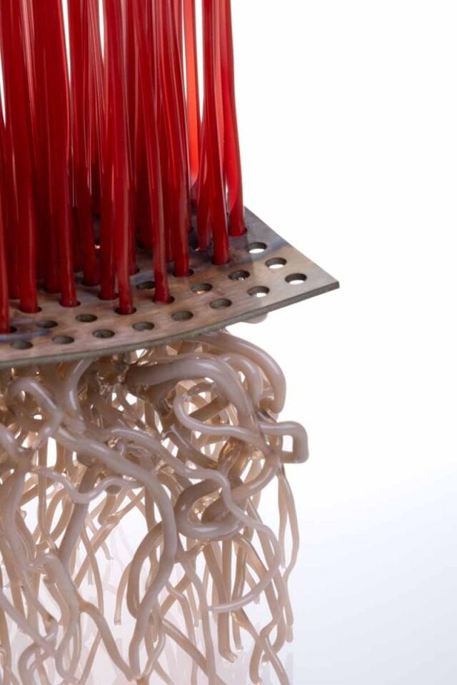 Microgreen, Amaranth, 2026 Cam, paslanmaz çelik, Alevle Şekillendirme, 20 x 20 x 42 cm.